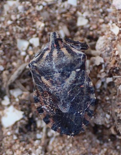 Codophila maculicollis